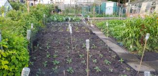 image of an allotment
